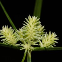 <i>Cyperus clarkei</i>  T.Cooke